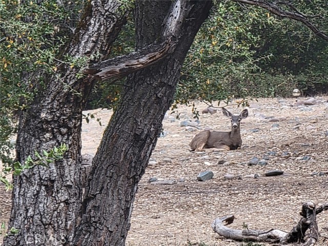 Detail Gallery Image 42 of 66 For 5049 Ca-78, Santa Ysabel,  CA 92070 - 3 Beds | 2/1 Baths