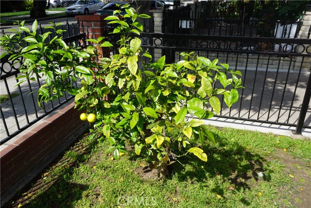 Lemon Tree in Front yard