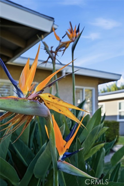 Detail Gallery Image 39 of 47 For 421 Sycamore Avenue, Brea,  CA 92821 - 2 Beds | 2 Baths