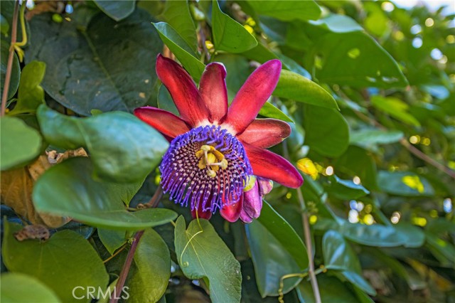 Passionfruit Vines, 15 fruit trees, blackberry & kiwi bushes surround the home.