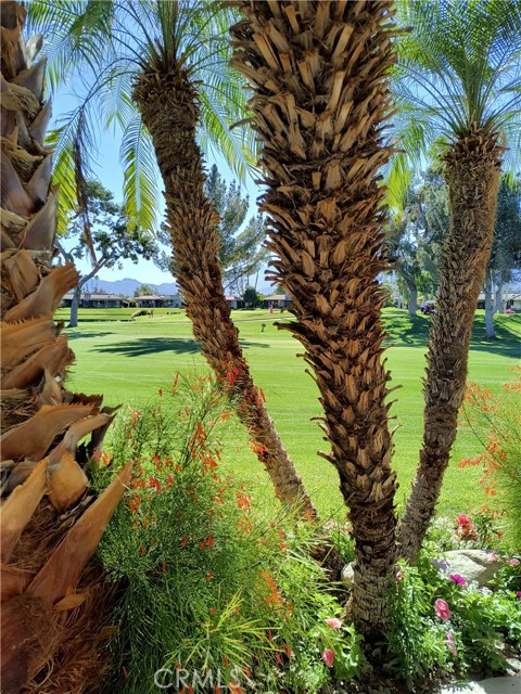 Detail Gallery Image 50 of 62 For 6 Whittier Ct, Rancho Mirage,  CA 92270 - 3 Beds | 3 Baths