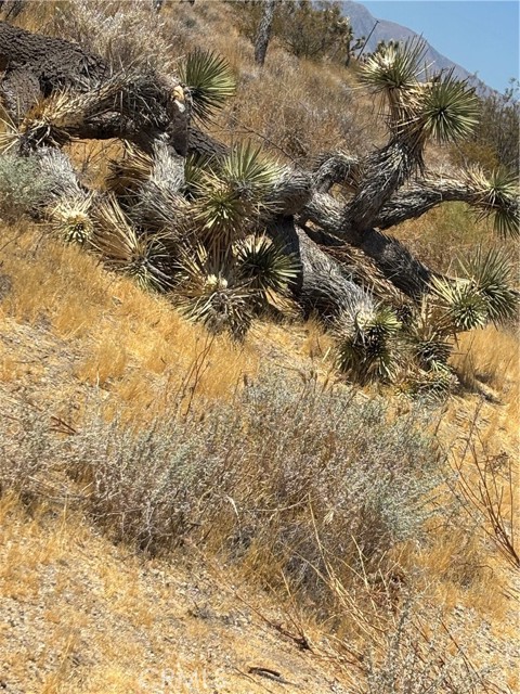  Land for Sale in Black Butte, California