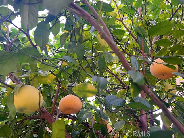 17004 Viana Drive, Chino Hills CA: https://media.crmls.org/medias/3781a53d-2aa0-4a18-b920-97aa0fa7fc58.jpg