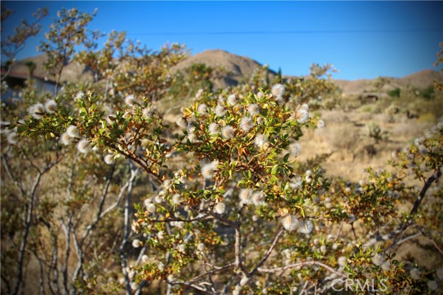 Detail Gallery Image 19 of 20 For 60255 Natoma Trl, Joshua Tree,  CA 92252 - – Beds | – Baths