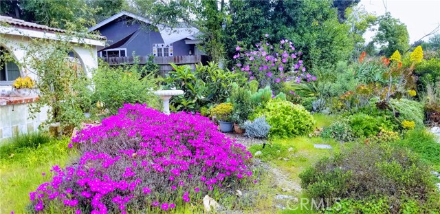  A spring celebration in the front yard