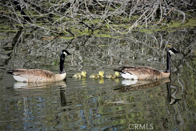 Detail Gallery Image 64 of 72 For 3153 Saint Francis Dr, Lakeport,  CA 95453 - 3 Beds | 2 Baths
