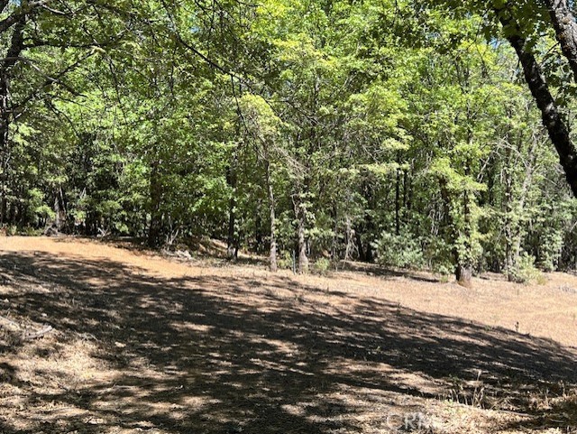 some clearings and smaller trees, not too big