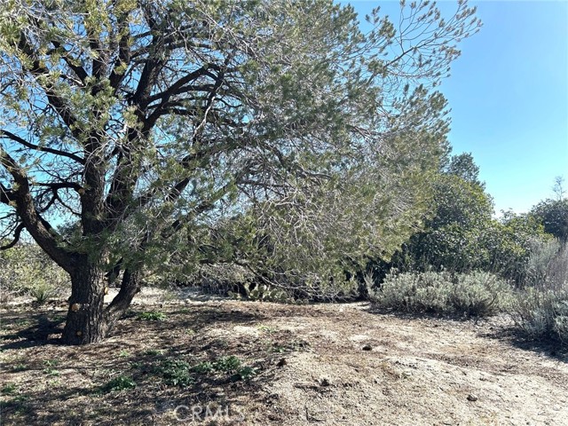 Detail Gallery Image 8 of 29 For 0 Oak Rd, Anza,  CA 92539 - – Beds | – Baths