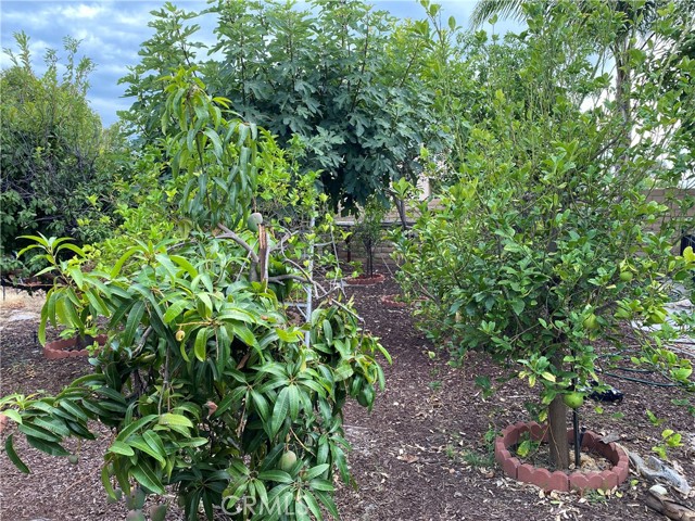 fruit trees