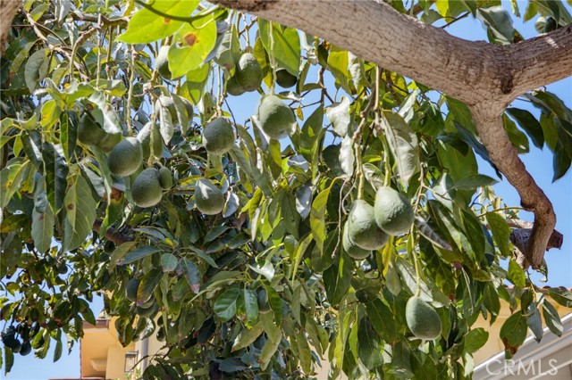 Mature Avocado Tree