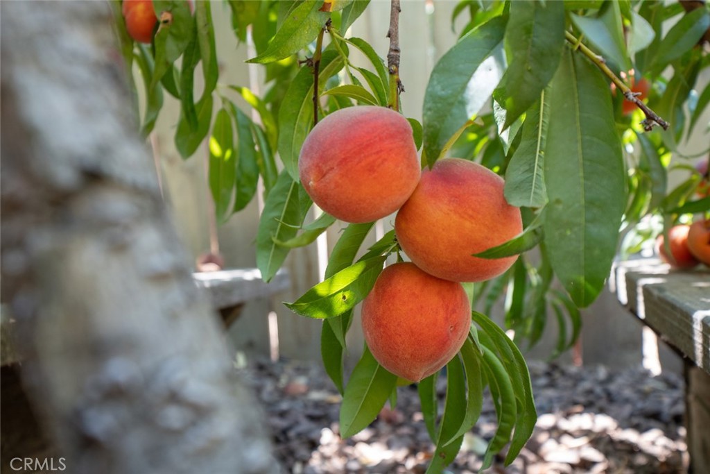 MLS #FR25181477 img 46