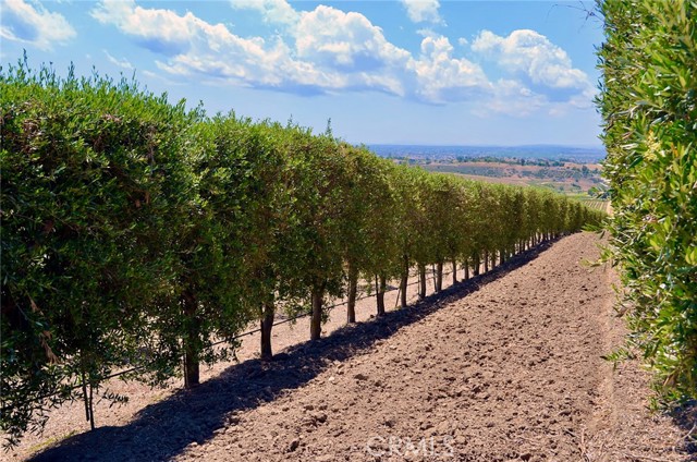 Detail Gallery Image 24 of 32 For 6320 Von Dollen Rd, San Miguel,  CA 93451 - – Beds | – Baths