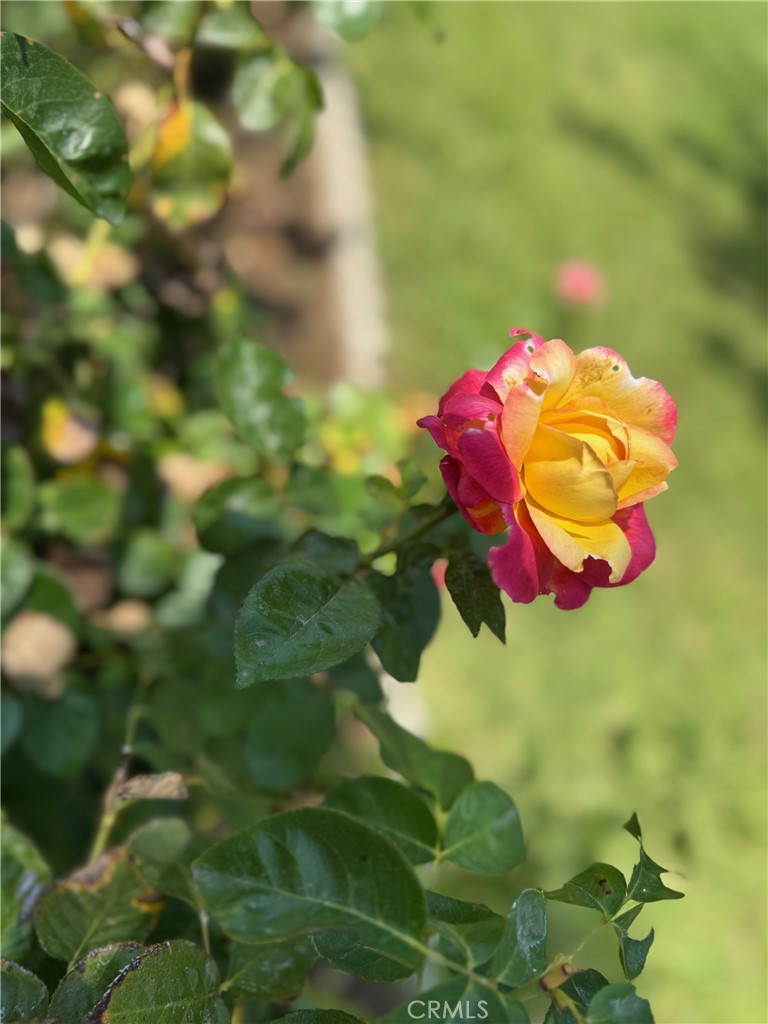 https://media.crmls.org/medias/396b7774-4066-49b9-a263-fb68fff84eb7.jpg?preset=X-Large