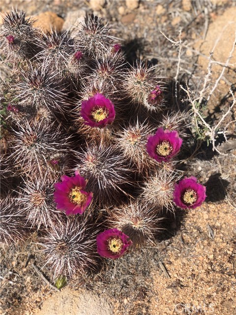 Image 8 of 10 For 54575 Navajo Trail