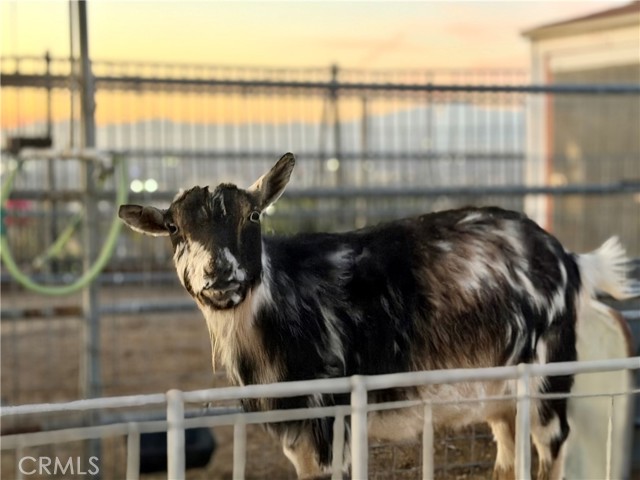 Detail Gallery Image 28 of 75 For 3070 Crestview Dr, Norco,  CA 92860 - 4 Beds | 3 Baths