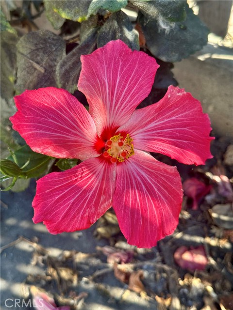 Detail Gallery Image 38 of 39 For 13608 Yukon Ave, Hawthorne,  CA 90250 - 5 Beds | 3 Baths