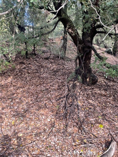 21 Arosa, Crestline, CA, 92325 21 Arosa, Crestline, CA, 92325