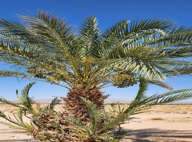 44624 Demmiel Road, Yermo CA: https://media.crmls.org/medias/3c71fe7d-f15a-4c10-8fcb-95f433055437.jpg