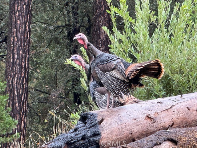 Detail Gallery Image 21 of 41 For 3625 Charqui Ct, Oroville,  CA 95965 - 3 Beds | 2 Baths