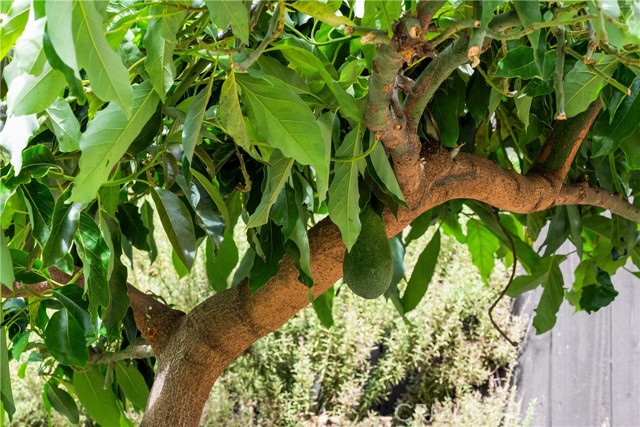 Image 33 of 34 For 19971 Fernglen