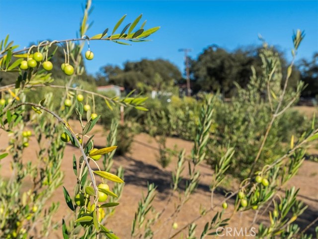 Detail Gallery Image 15 of 67 For 1845 Lupine L Ln, Templeton,  CA 93446 - 2 Beds | 1 Baths