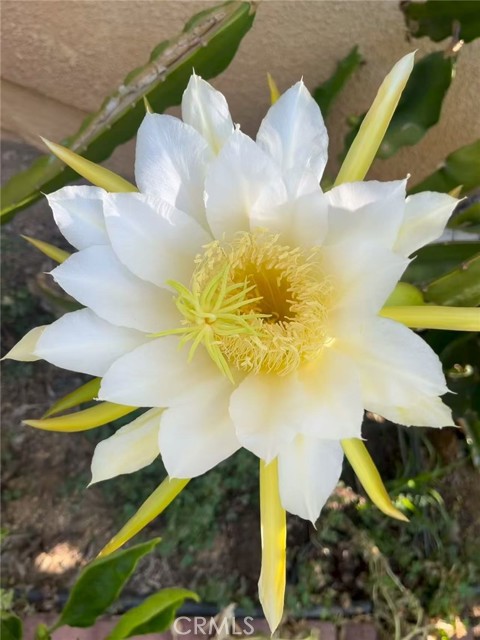 Detail Gallery Image 23 of 30 For 1662 Palermo, Riverside,  CA 92507 - 3 Beds | 2/1 Baths