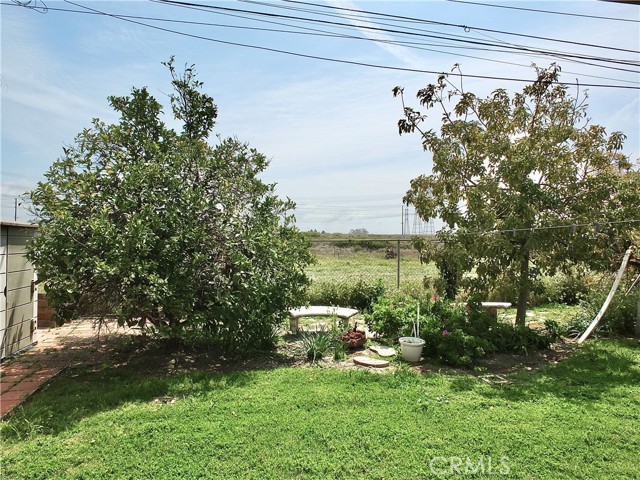 Spacious backyard with fruit trees