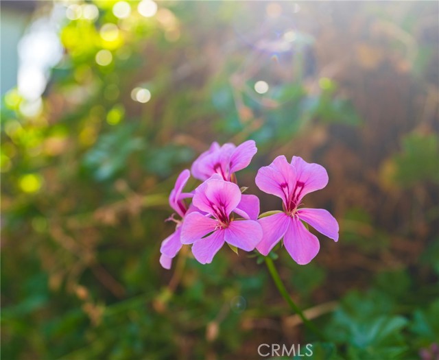 Detail Gallery Image 32 of 33 For 405 N Janss, Anaheim,  CA 92805 - 2 Beds | 1 Baths