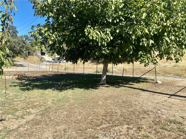View of backyard with almond tree.