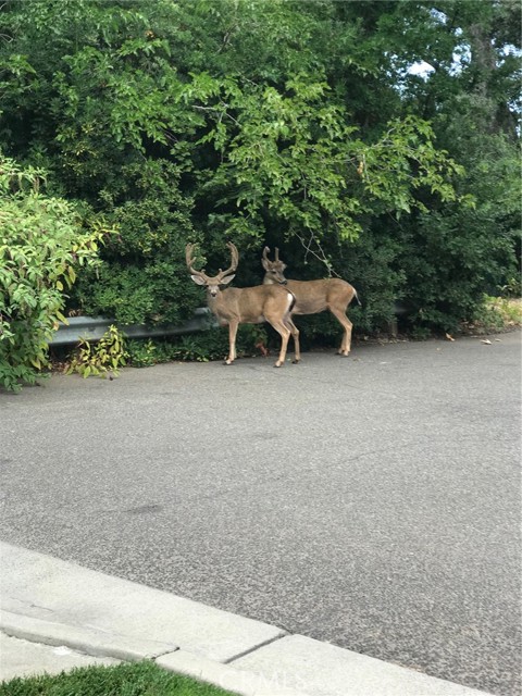 Detail Gallery Image 53 of 59 For 1975 Heritage Oak, Chico,  CA 95928 - 3 Beds | 2 Baths