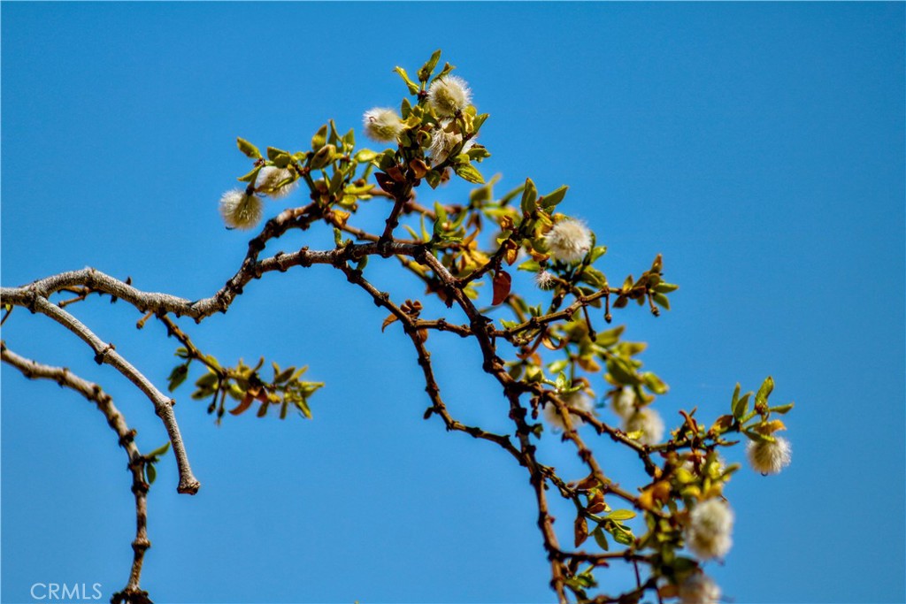 MLS #PW25231303 image #35