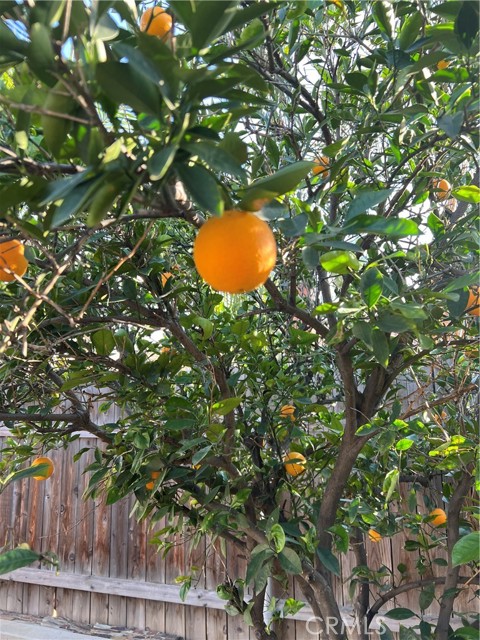 24931 Heil Drive, Moreno Valley CA: https://media.crmls.org/medias/3fc6fa02-88b9-41e1-aec2-b5eab5cba0b4.jpg