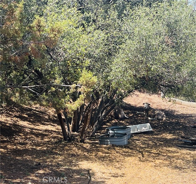 32401 Barber Road, Agua Dulce CA: https://media.crmls.org/medias/3fce1275-3f77-4aa1-a612-21f45bcbabc4.jpg