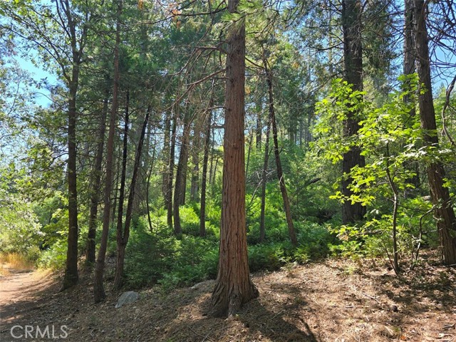 0 Lovers Lane, Cedarpines Park CA: https://media.crmls.org/medias/4035376f-fb08-4866-91dc-30ec0bf6624f.jpg