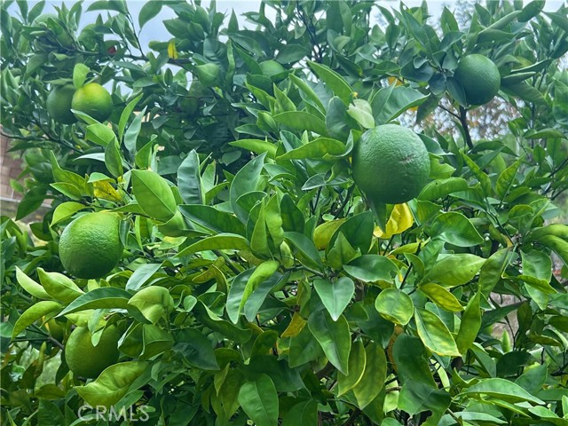 17004 Viana Drive, Chino Hills CA: https://media.crmls.org/medias/40692e3b-9a26-4d74-ac81-e0e85034207c.jpg