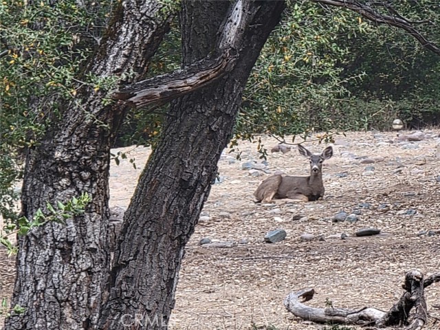 Detail Gallery Image 42 of 60 For 5049 Ca-78, Santa Ysabel,  CA 92070 - 3 Beds | 2/1 Baths