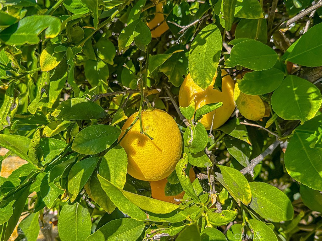 https://media.crmls.org/medias/417a50b9-8888-4675-8ca4-b726b86776aa.jpg?preset=X-Large