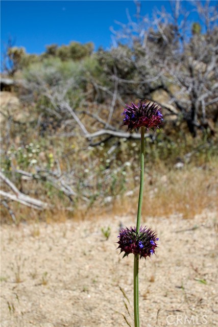 Detail Gallery Image 33 of 38 For 0 San Andreas, Joshua Tree,  CA 92252 - – Beds | – Baths