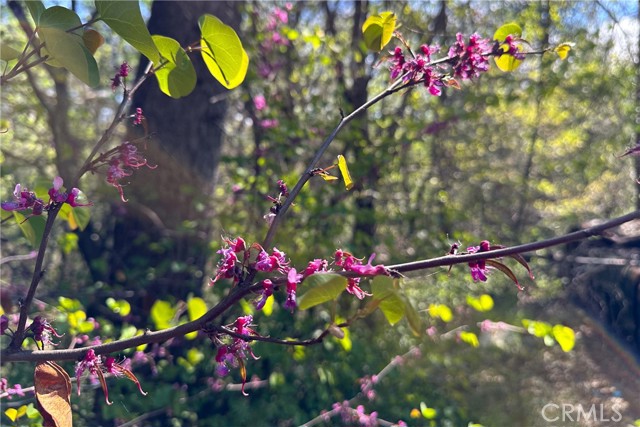 Detail Gallery Image 9 of 29 For 21138 Big Oak Ln, Lakehead,  CA 96051 - – Beds | – Baths