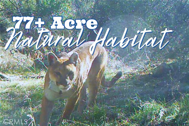 Detail Gallery Image 2 of 38 For 28618 Chihuahua Valley Rd, Warner Springs,  CA 92086 - 0 Beds | 1 Baths