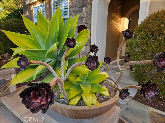 Detail Gallery Image 8 of 75 For 11 Peony, Lake Forest,  CA 92630 - 6 Beds | 4/1 Baths