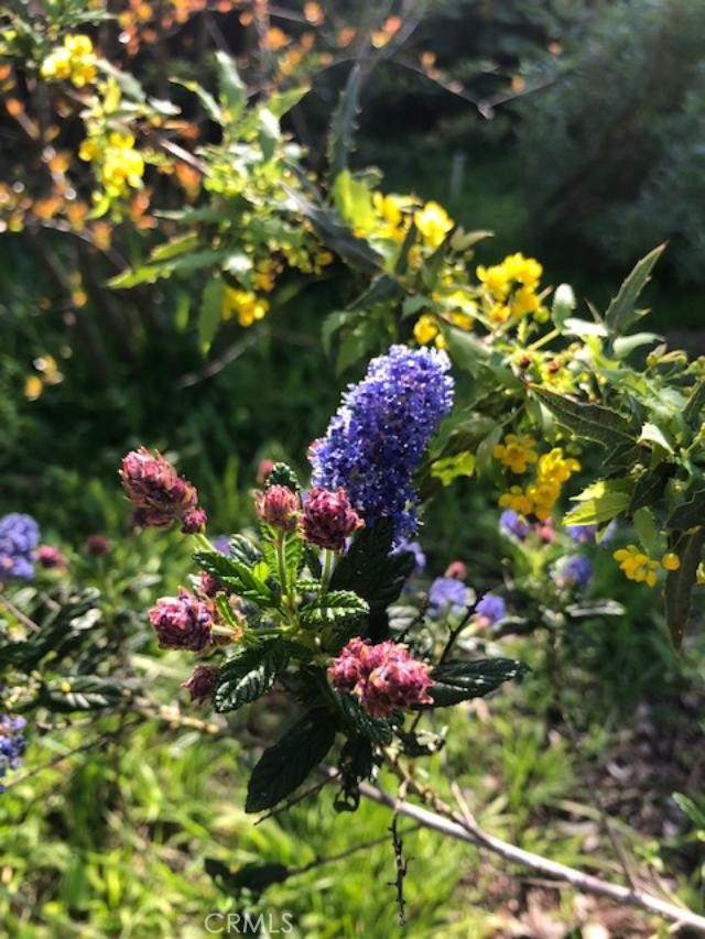 Spring and summer in the garden