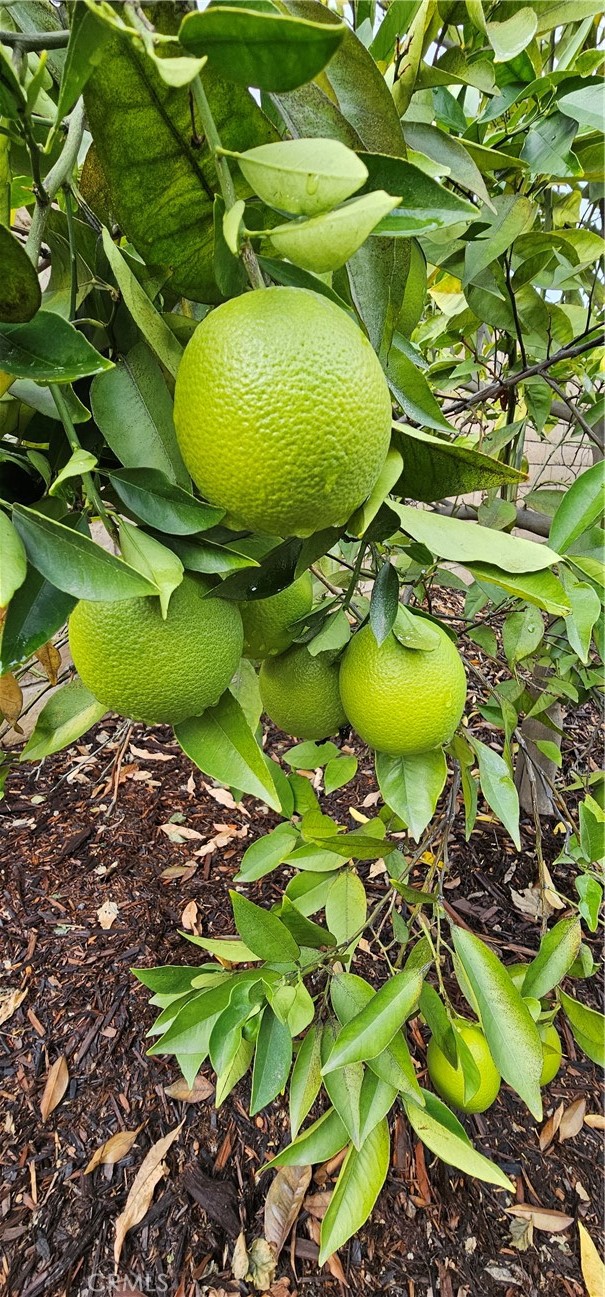 MLS #IG25244197 image #39