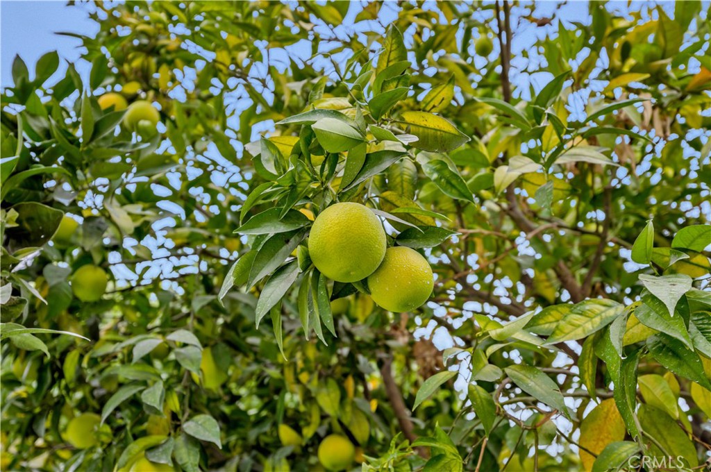 MLS #OC25260126 image #30