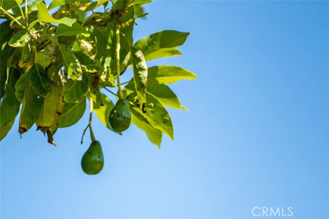 Tons of avocados!