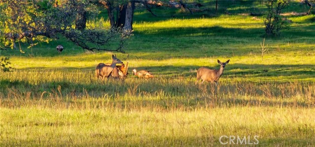 Detail Gallery Image 10 of 10 For 9145 Hunters Valley, Mariposa,  CA 95338 - – Beds | – Baths