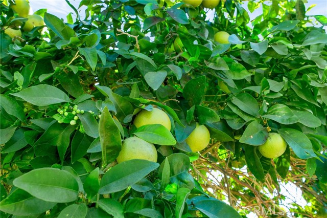 Detail Gallery Image 22 of 22 For 509 S Glenarbor, Santa Ana,  CA 92704 - 3 Beds | 2 Baths