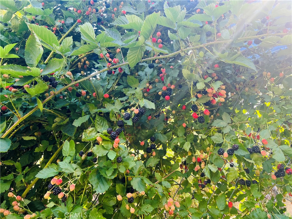 https://media.crmls.org/medias/450de359-3d76-4d45-a554-dc197a422866.jpg?preset=X-Large