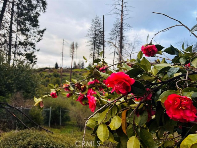 Front Image Thumbnail for CRLC26054285