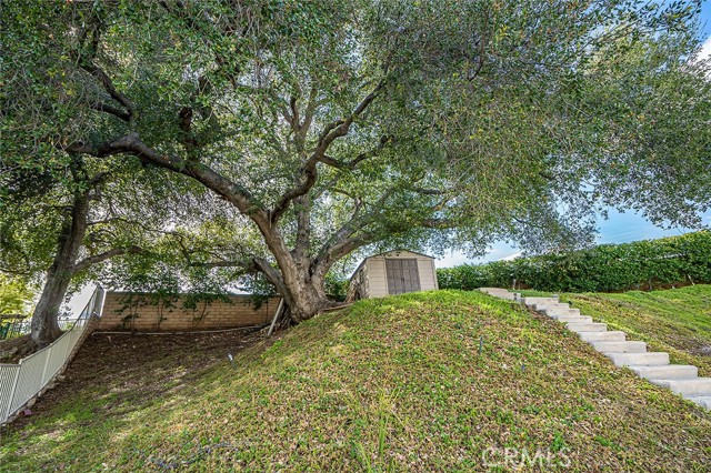 Beautiful sprawling Oak Tree